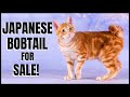 Japanese Bobtail for Sale! の動画、YouTube動画。