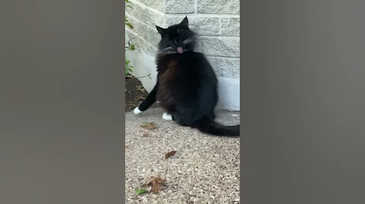 Watch the video about Cole’s Bath Time | Cole The Cat | #shorts