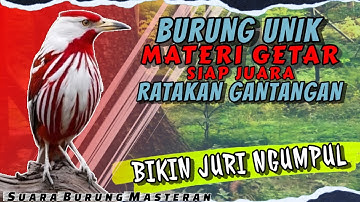 BIKIN JURI NGUMPUL!! MASTERAN TERBAIK UNTUK BURUNG ANDA || SIAP JUARA RATAKAN GANTANGAN