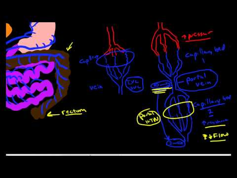 Hepatic Portal Circulation Anatomy & Physiology