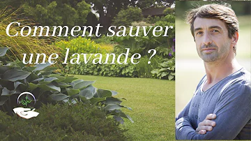 Pourquoi ma lavande fané ?