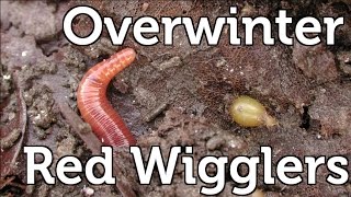 How to Overwinter Red Wiggler Composting Worms in your Garden