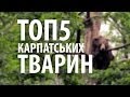 ТОП 5 Рідкісних Тварин (Карпати) / TOP 5 Animale Rare (Carpathians) - від Карпатами