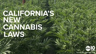 California passed two new laws that will affect the marijuana
industry. assembly bill 1793 speeds up process for people who may be
eligible to have pot-r...