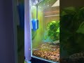 Tiger Barb Fish Breeding — Nature’s Perfect Egg-Layer Aquarium Species!”#ytshorts#viral#trending