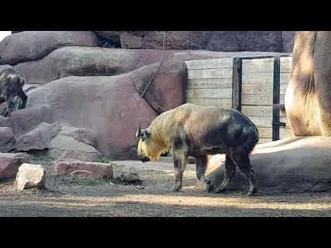 A pair of Sichuan takins and their enclosure