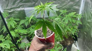 indoor grow update: Transplanting Jelly Donutz clone Resimi