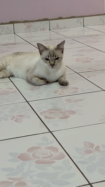 #BuatHalLagiAnakIni#Budak2Nakal#cat#shortvideo#animallovers#catlovers