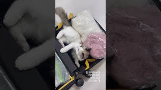루루도 데려갈까? 🐈 #캐리어고양이 #고양이캐리어 #일본여행준비 #랙돌 #캣초딩 #4개월랙돌 #랙돌고양이 #catcarrier #ragdollkitten #고양이집사