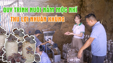 Quy Trình Trồng Nấm Mộc Nhĩ | Thu Lãi 300 Triệu/vụ Từ Mô Hình Trồng Nấm Mộc Nhĩ Tại Quốc Oai, Hà Nội