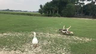 Village White Goose Makes Honking & Hissing sounds loudly in the field | by Realistic Animal Sounds 98 views 3 months ago 1 minute, 7 seconds