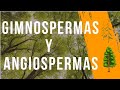 Las plantas: GIMNOSPERMAS y ANGIOSPERMAS explicación COMPLETA.