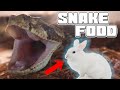 MASSIVE Rattlesnake eats a RABBIT! | Tyler Nolan