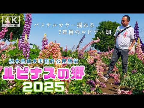 ルピナスの郷 2025 (栃木県栃木市)