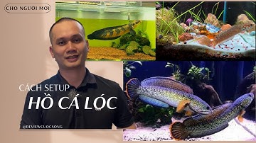 HƯỚNG DẪN SET UP HỒ CÁ LÓC CHO NGƯỜI MỚI CHƠI