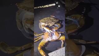Why Crabs Explode to Grow 🦀