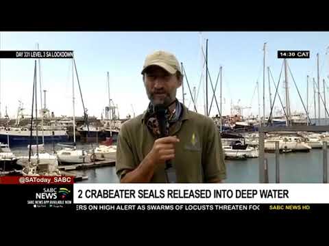 Crab-eater seals released