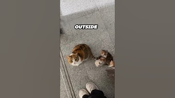 Deze zwerfkat bracht haar kittens naar de vrouw die haar voedde ❤️
