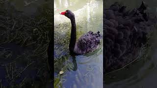 Черный Лебедь🦢 black swan #shorts