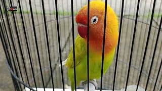 PASTI MINOR ‼️ LOVEBIRD BETINA PUSING OTAK ATIK SETINGAN PAKAI CARA INI⁉️