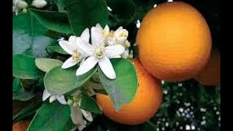 Cosa c'è dentro il chinotto?