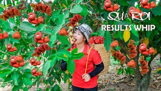 Harvesting Plum Go To Market to Sell -Cook after harvest | Lucia Daily Life