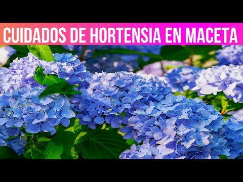 Video: Hortensia: cuidados en el hogar, plantación, cultivo