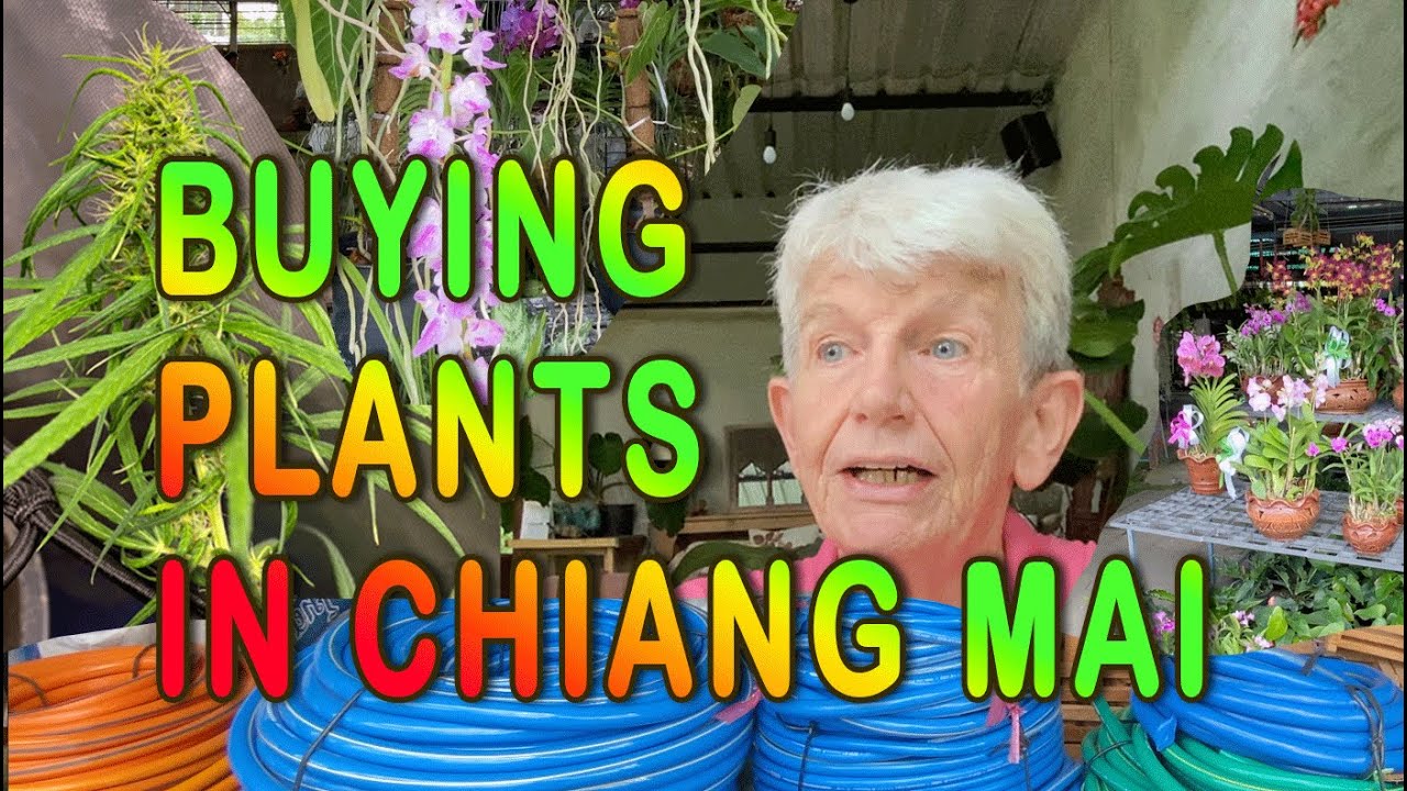 Buying Plants at Kham Thiang Garden Market on the day Cannabis became legal in Thailand