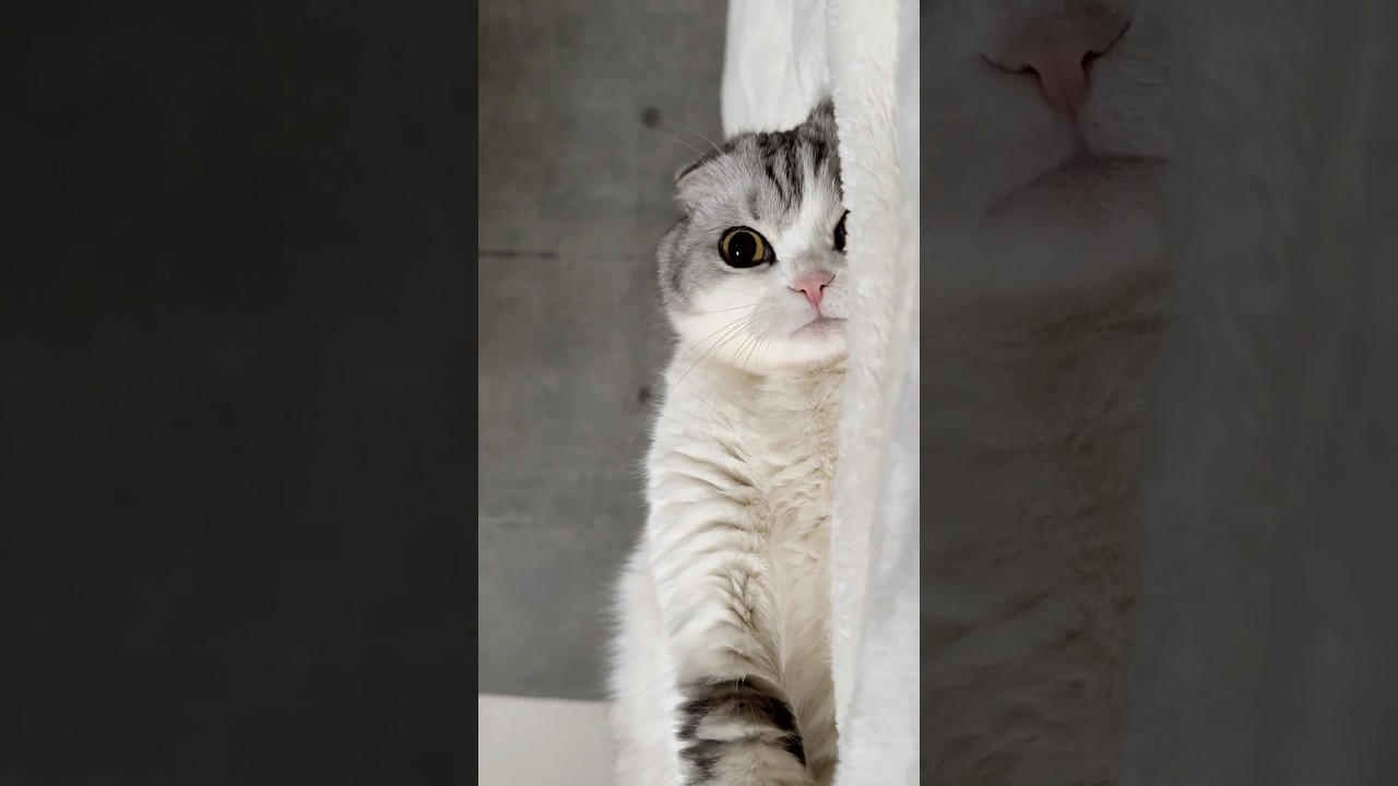 😽 #cat #猫