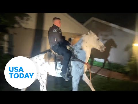 Video: Pet Scoop: miršta moteris siūlo mylimas arklys atsipalaiduoti, policijos šuo rado dingusį kūdikį