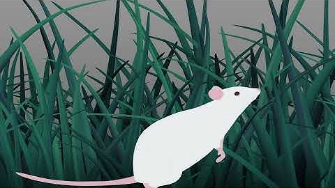 Behavioral discrimination and olfactory bulb encoding of odor plume intermittency