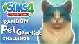 The Cats Strike Back!!  Random Pet Genetics Challenge!!  Experiment #30
