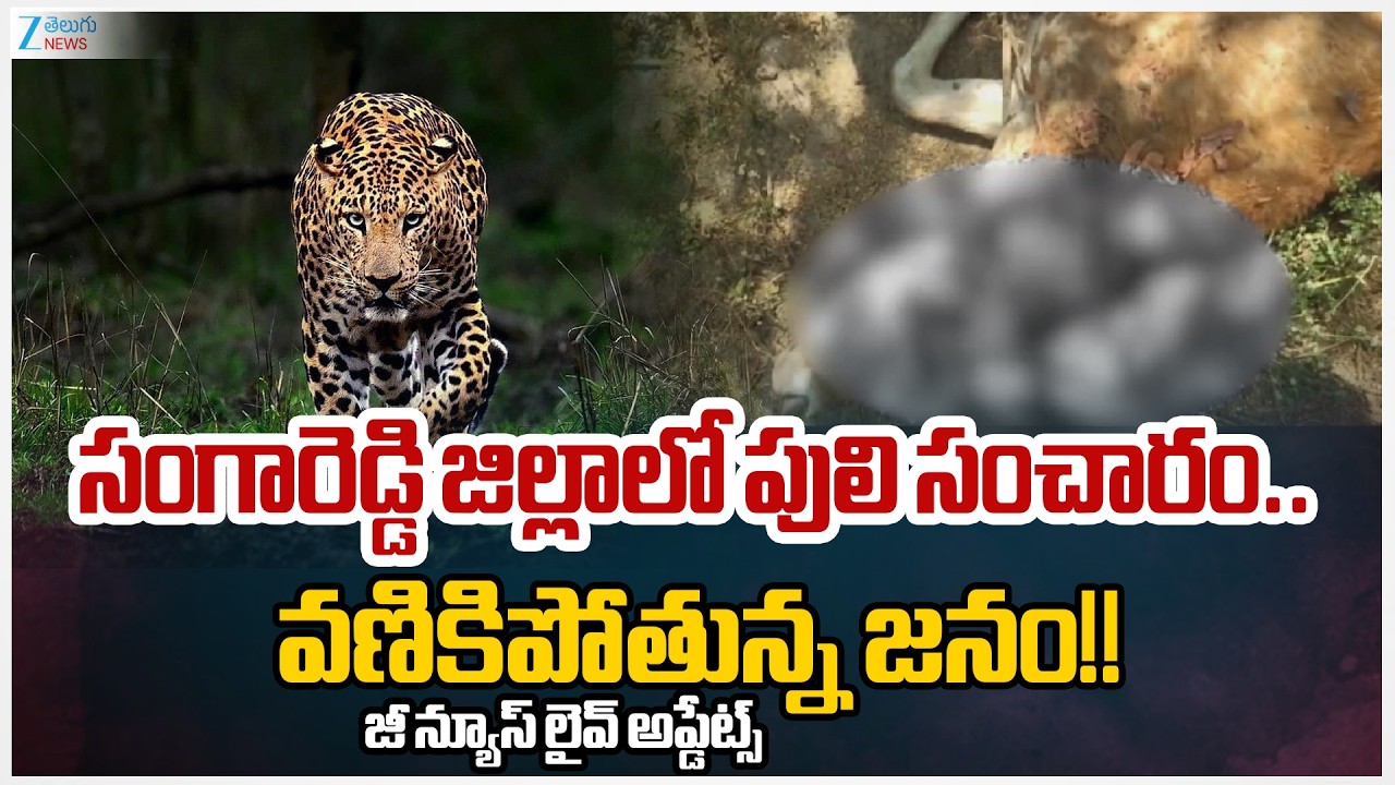 Leopard Spotted in Kazipally Forest Area of Sangareddy District | Zee Telugu News