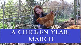 The Chicken Year Month by Month: March