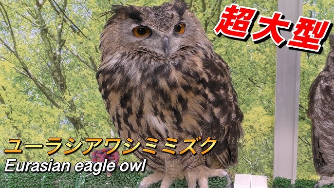 フクロウ ユーラシアワシミミズクの紹介 飼育は困難 空の最強ハンター Eurasian Eagle Owl Youtube フクロウ ユーラシアワシミミズクの紹介 飼育は困難 空の最強ハンター Eurasian Eagle Owl Youtube