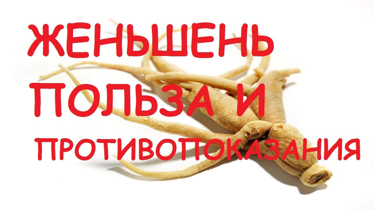 Корень женьшеня — полезные свойства и противопоказания для мужчин и женщин, видео Корень женьшеня — полезные свойства и противопоказания для мужчин и женщин, видео