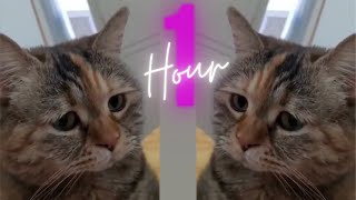 Sad Cat Meowing Meme [ 1 hour ]