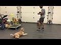 Wheaten terrier obedience basics. の動画、YouTube動画。