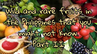 Wild and rare fruits in the Philippines that you might not know. Part II.