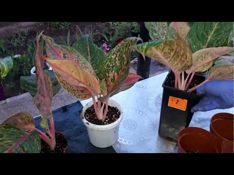 Video: Aglaonema S Srebrnimi Pikami