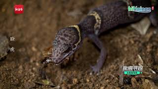 Discovering Mysteries E10: Cave Gecko