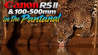 Canon R5 II and 100-500mm Lens in the Pantanal