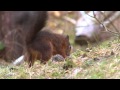 The red squirrels of formby