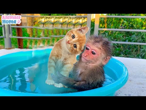 Monkey Baby Jerry