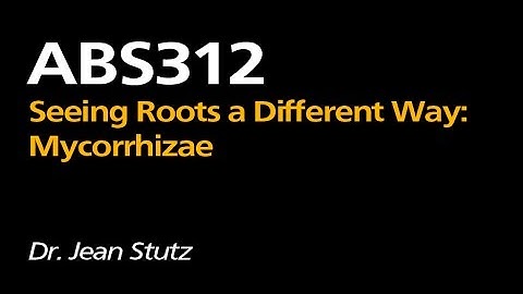 Jean Stutz: Seeing Roots a Different Way: Mycorrhizae