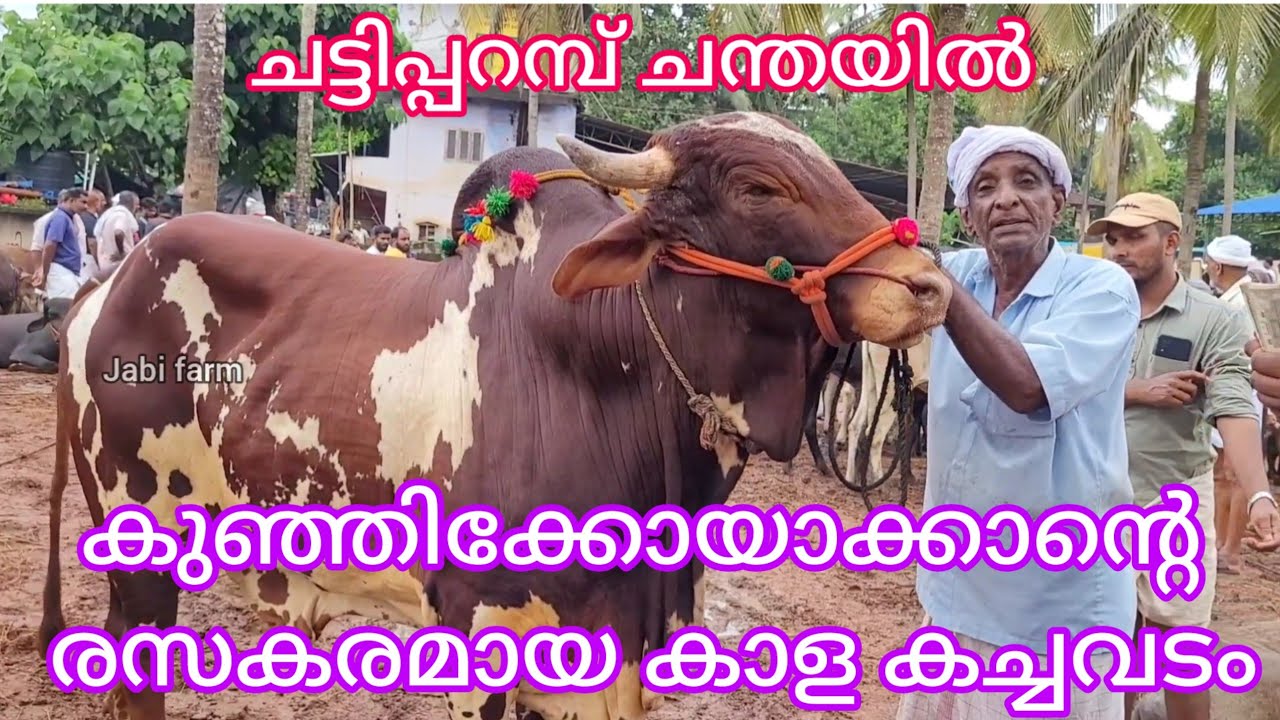 ഇത് വാരിപ്പൊത്തിയതല്ല ഇറച്ചി തുടിച്ചത് 😄, ചട്ടിപ്പറമ്പ് ചന്തയിൽ കുഞ്ഞിക്കോയക്കാ ന്റെ കന്നുകച്ചവടം