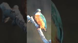 12 sept 2026 ijsvogel - kingfisher
