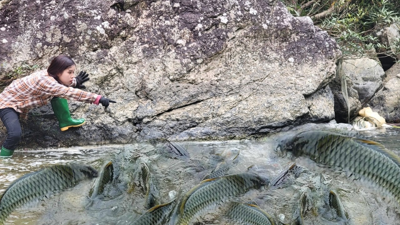 Meet the giant fish. Bamboo trap and catch many giant fish. welcome ...