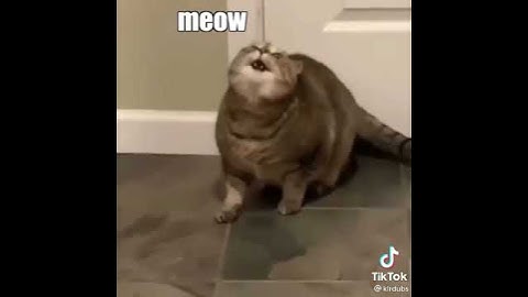 when the catnip hits when you least expect it #cat #fypシ #fyp