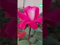 #viral tranding short video #youtub create shorts #by awar organic nusaray #tr @